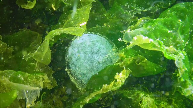 Reproduction of sea worms, polychaetes. Eggs of polychaetes in the mucous bag, Black Sea