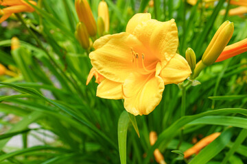 Striking yellow flowers blooms petals