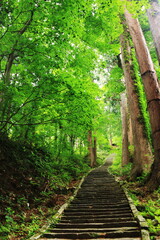 Obraz premium 山形 出羽三山の初夏 羽黒山の杉並木の参道 