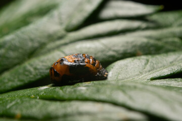 Larva of ladybugs on a leaf. The development stage of ladybugs, European and Asian. Larvae foraging on leaves.