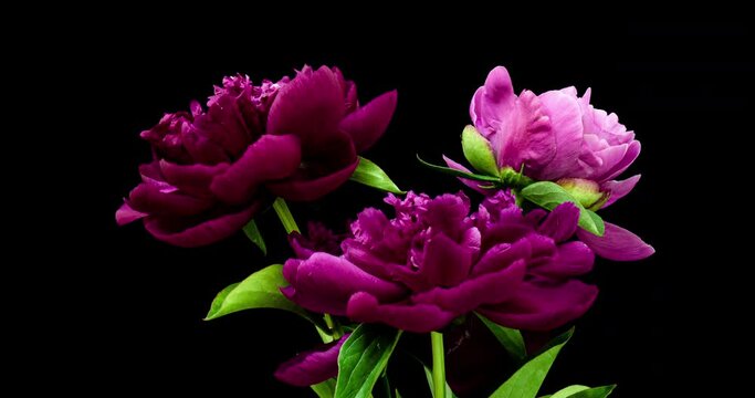 timelapse bouquet of pink peonies blooming on black background. Blooming peonies flowers open, close-up. Wedding backdrop, Valentine's Day. 4K video.