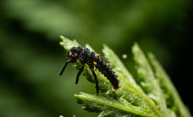 Larva of ladybugs on a leaf. The development stage of ladybugs, European and Asian. Larvae foraging on leaves.
