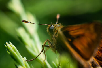 Close up of a butterfly eye. The concept of collecting butterflies, fascination with beautiful butterflies.