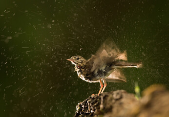 Wagtail bird drying after summer bath