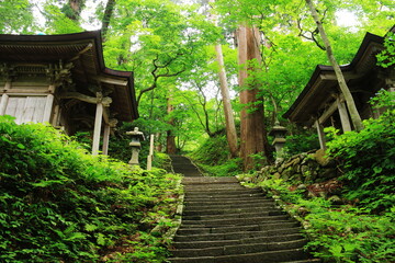 山形　出羽三山の初夏　羽黒山の杉並木の参道　