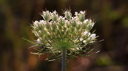 Blooming wild carrot plant ( Daucus carota / Queen Anne's lace ) with umbel blossom seen from below