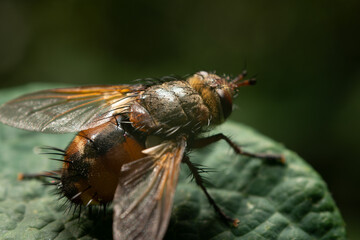 A close-up of a colorful abdomen. The flyfly family, common in Europe. Tachina fera Latin fly.