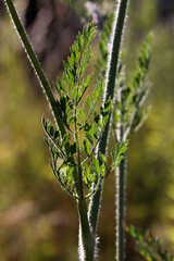 Green foliage of a wild carrot plant ( Daucus carota / Queen Anne's lace ) with leaves and hairy stem