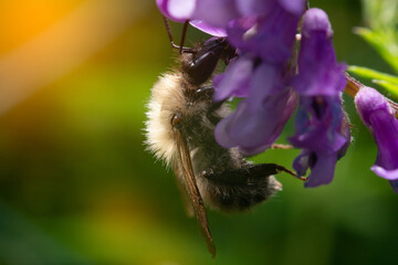 A bee collecting nectar from a flower. The concept of flower pollination, usefulness of bees.