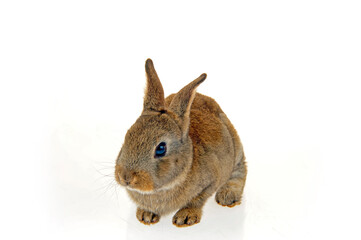 grey rabbit on a white background