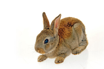 grey rabbit on a white background