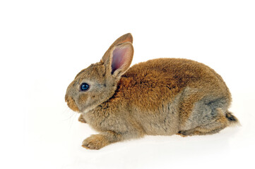 grey rabbit on a white background
