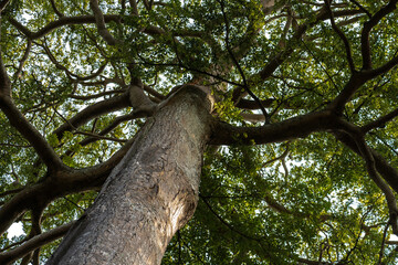 Heritage Tree - Common Pulai (Alstonia angustiloba) on Pulau Ubin, Singapore