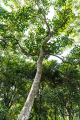 Fototapeta premium Candle Nut or Moluccana (Aleurites moluccana)