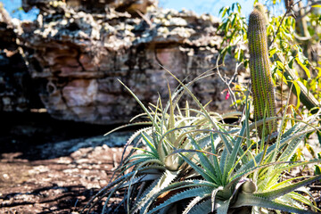 cactus, vegetation
 and rock