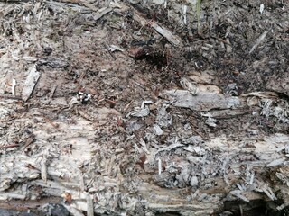 Hintergrund Baum / Holz / Morsch