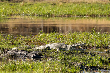 Crocodile laying on the river bank with mouth open