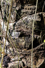 Bark of African Oil Palm or Macaw-Fat (Elaeis guineensis)