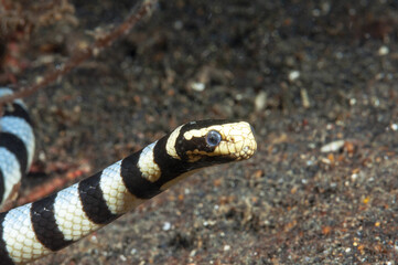 serpente di mare bocca gialla, Laticauda colubrina