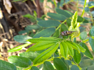 fly standing on a branch of a green plant