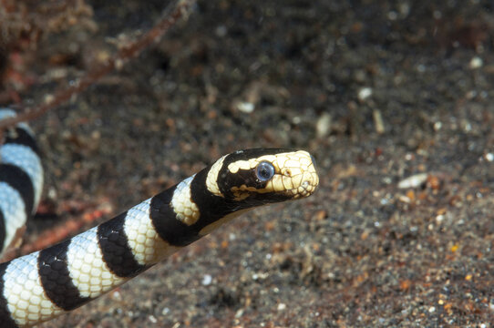 serpente di mare bocca gialla, Laticauda colubrina