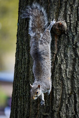 Squirrel in New York City Central Park