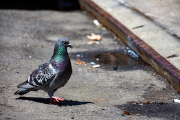 New York City pigeon 