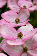 Fototapeta na wymiar Pink dogwood flowers stacking
