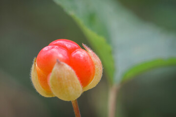 Cloudberry on nature background. Fresh ripe berry close up. Red nordic marsh berry. Vitamin treat...