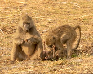 baboon family with baby upside down 