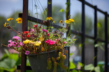 Fototapeta na wymiar Colourful flowers randomly hung in the garden, highlighting the carefree lifestyle of the farmer.