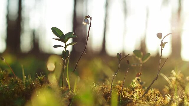 Lingonberry leaves in the morning forest. Lingonberry flower. Macro shot