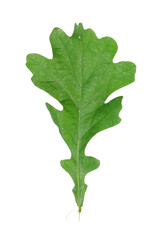 Green leaf of oak isolated on white  background