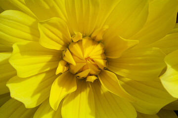 Closeup of yellow Chrysanthemum flower show details of petals