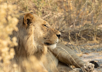 Lion male close up of head