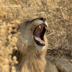 Lion male close up of yawn