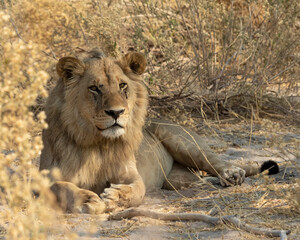Lion male laying in the long grass