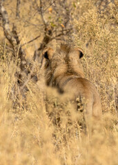 Lion male walking away through the long grass