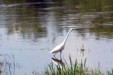 White heron in search of food on the lake of medium reeds