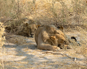 Lion males laying in the long grass