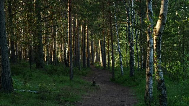 Hiking pathway in the morning forest. Static shot with birch and pine trees