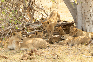 Lion pride with adults and cubs laying in the shade and cubs are playing