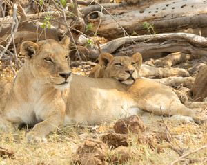 Fototapeta premium Lion and cub sitting in the shade