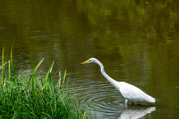 White heron in search of food on the lake of medium reeds