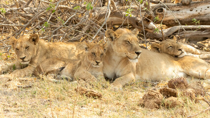 Lion pride with adults and cubs laying in the shade and cubs are playing
