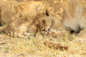 Obraz na płótnie Canvas Lion cub licking paws