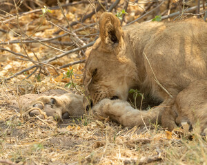 Lioness washing paws