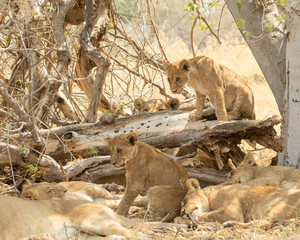 Lion pride with adults and cubs laying in the shade and cubs are playing