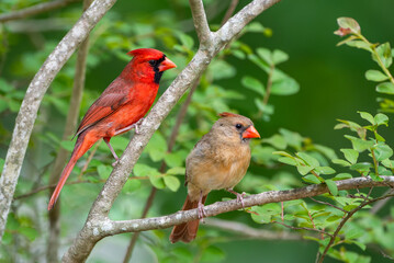 Male and Female Northern Cardinals Perched in a Tree in Spring