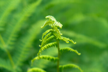 Fresh fern leaf green closeup natural floral background